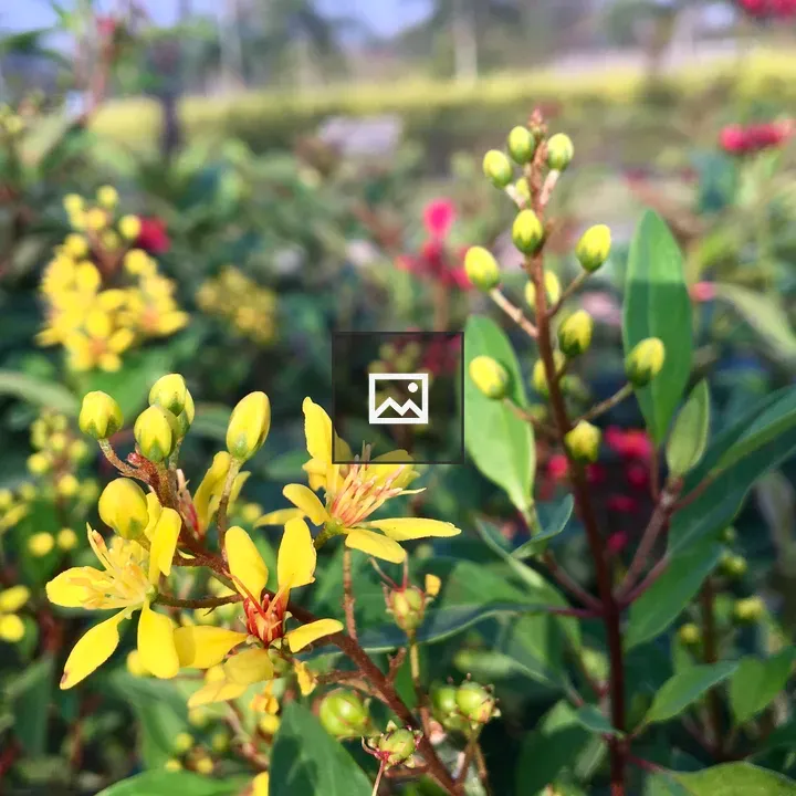Bright Yellow Flower Blooming at Rankala Lake