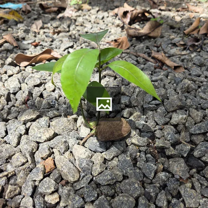 Mango Plant with Broad Leaves
