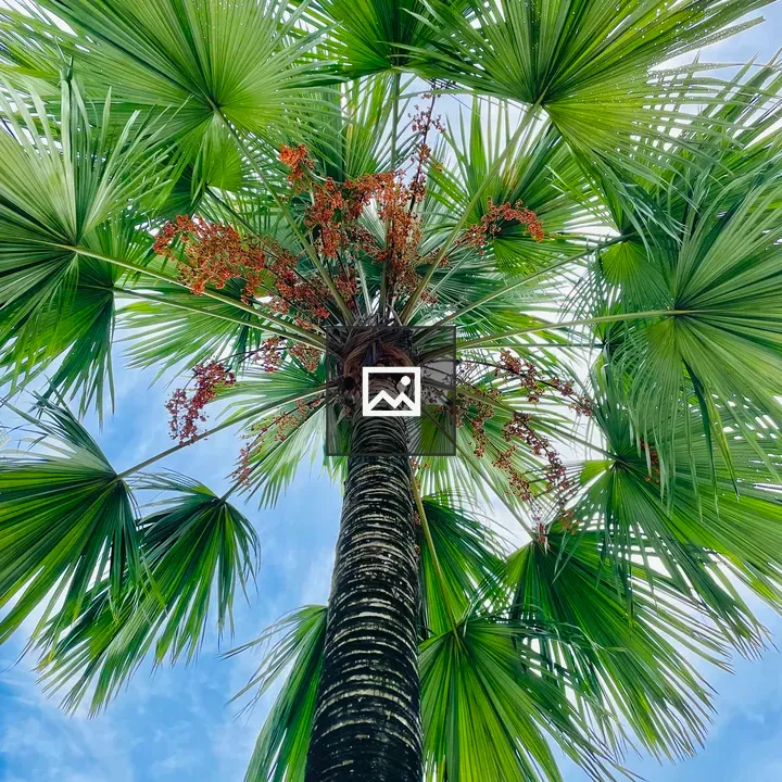 Palm Tree with Fruits