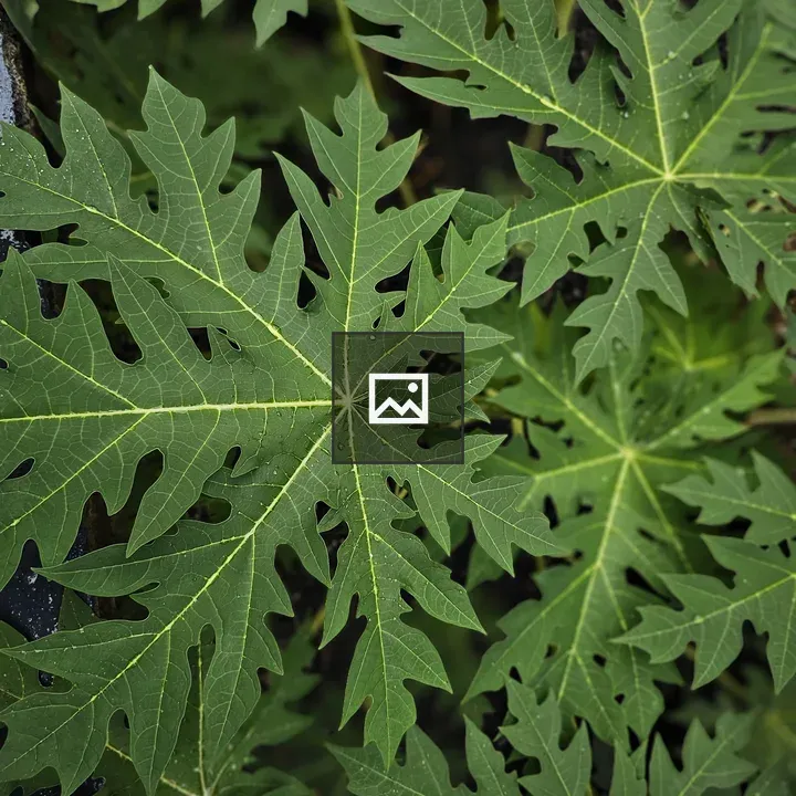 Fresh papaya leaves texture