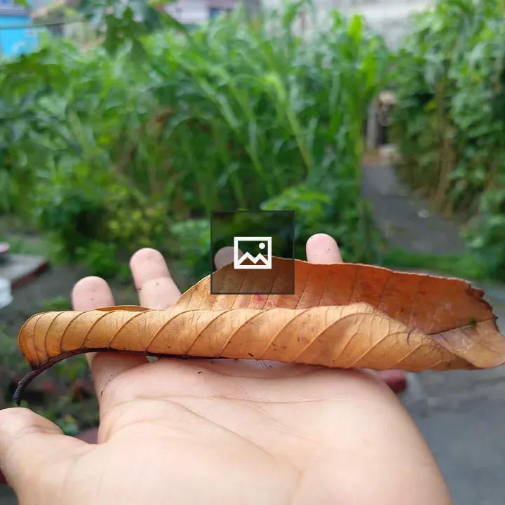 Dried brown leaf on open hand