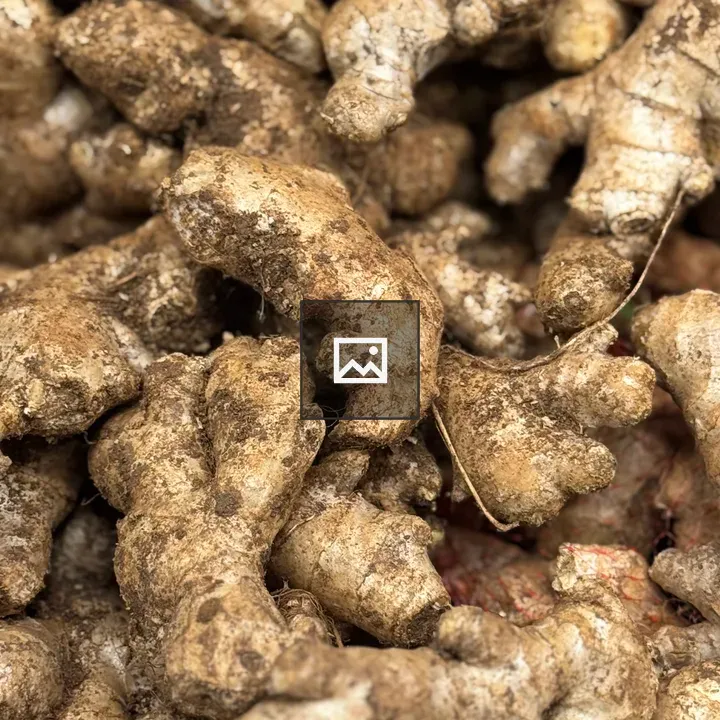 Ginger Roots Close-Up