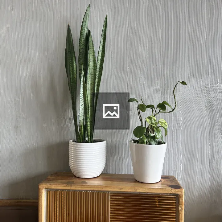 Two potted houseplants on cabinet
