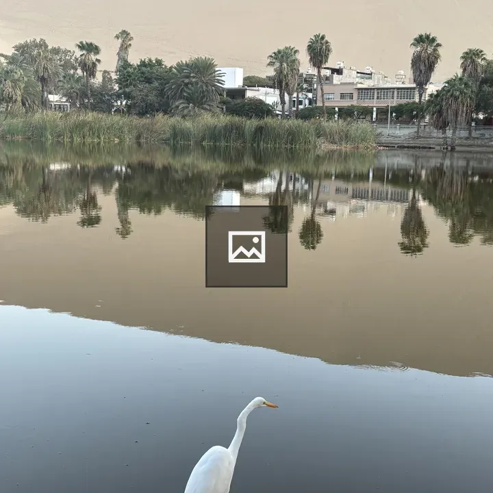 White heron by water edge