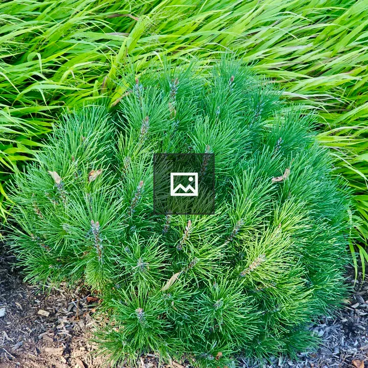Dwarf pine shrub with grass