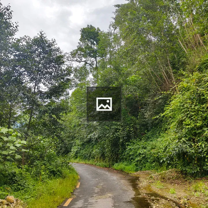 Winding road through lush greenery