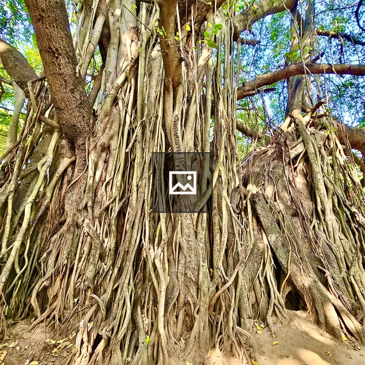 Aerial roots of Ficus bengalensis