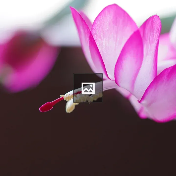 Christmas cactus flower close-up