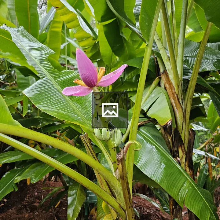 Pink banana flower and leaves