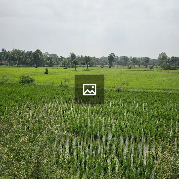 Paddy Field with Young Rice Plants