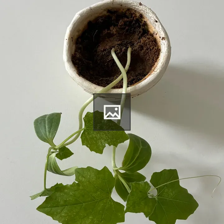 Plant in White Pot