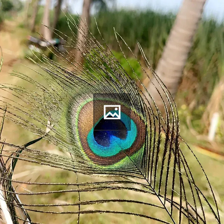 Peacock Feather Close-up