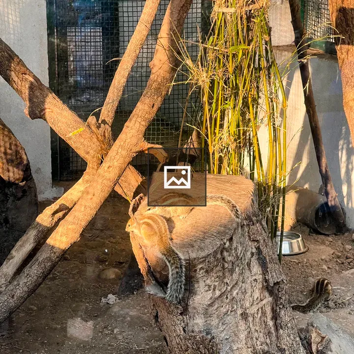 Two striped squirrels on stump
