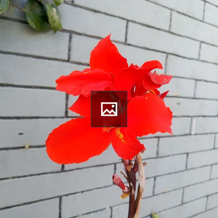 Red flower against brick wall
