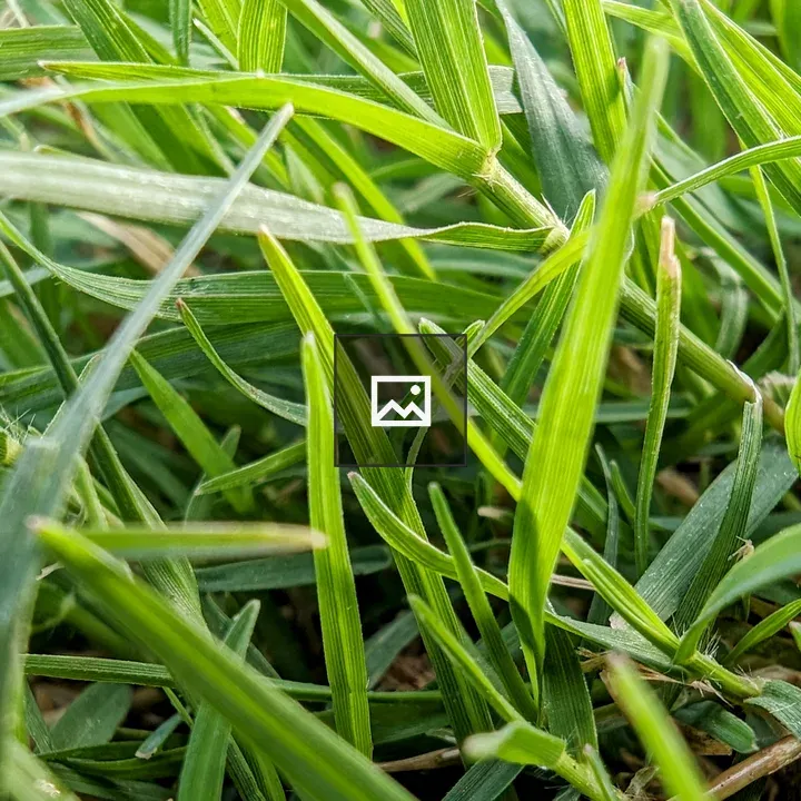 Grass landscape field