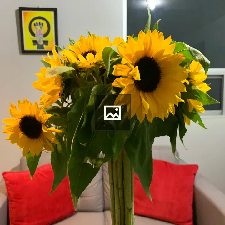 Sunflowers in Cartago