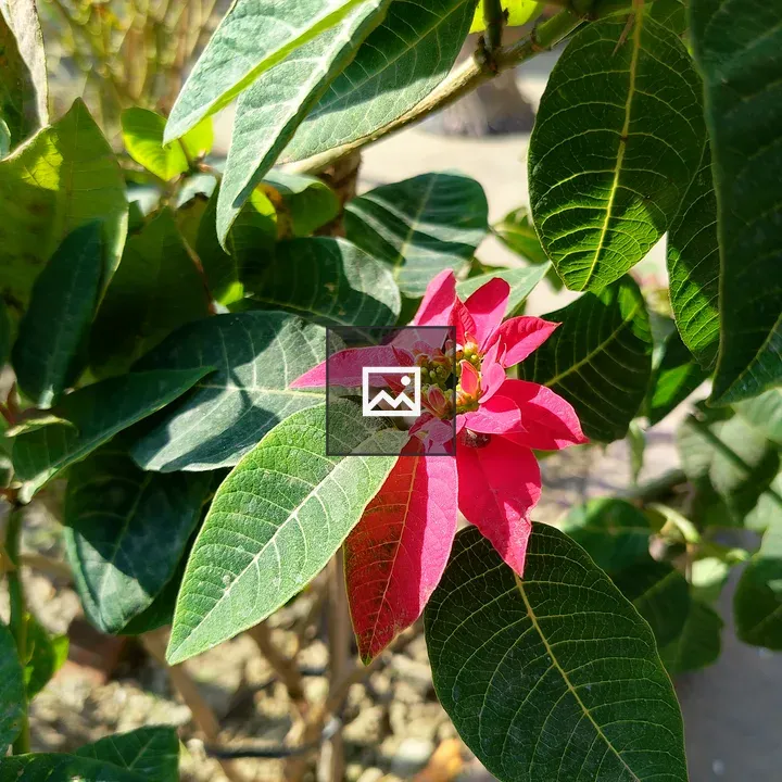 Poinsettia with Green Foliage