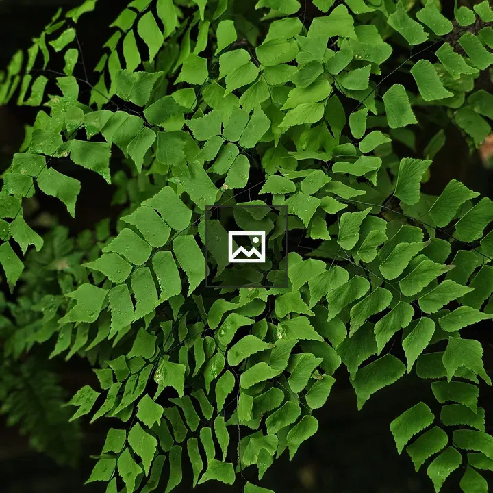 Maidenhair fern leaves