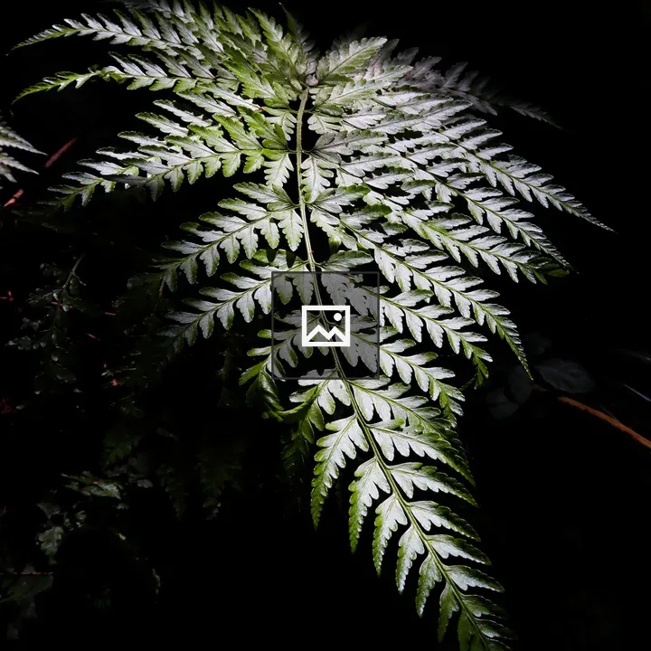 Fern leaf closeup