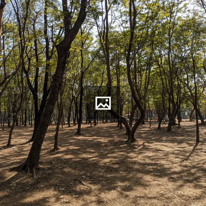 Sunlit forest with tall trees