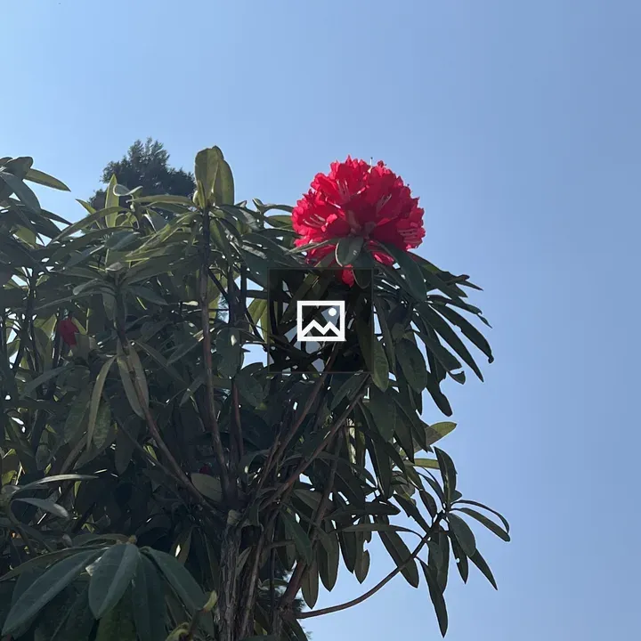 Red Rhododendron Flower in Hattiban Forest