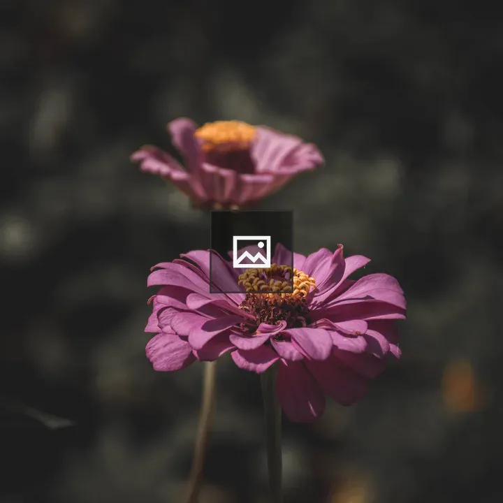 Two pink flowers in bloom