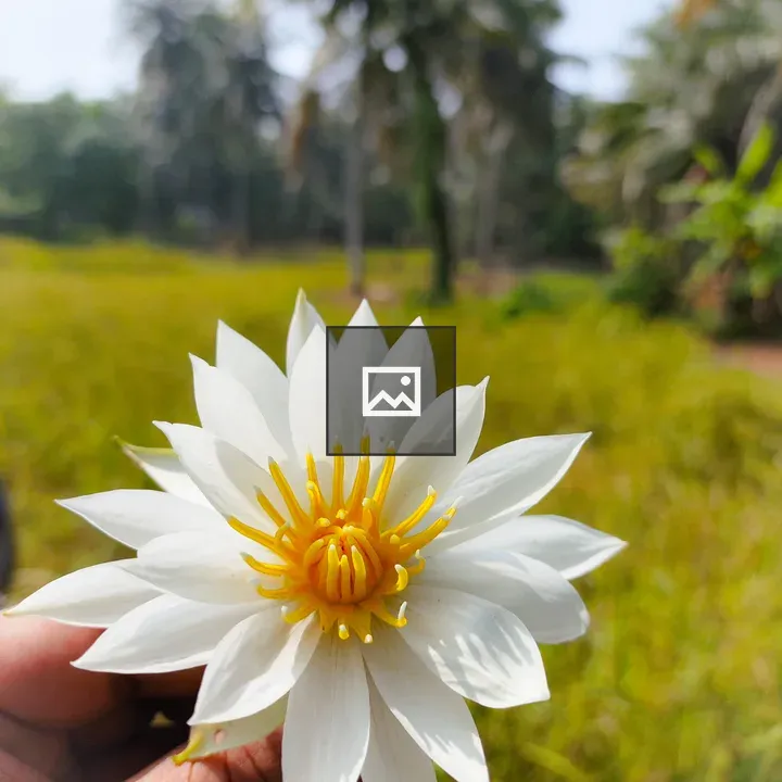 Hand Holding White Lotus