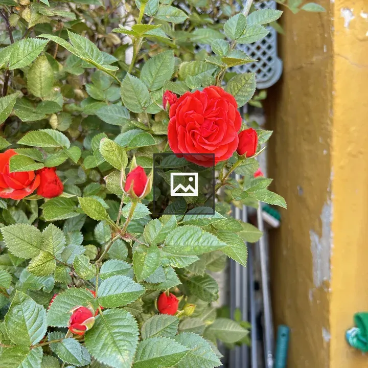 Rose among leaves on yellow wall
