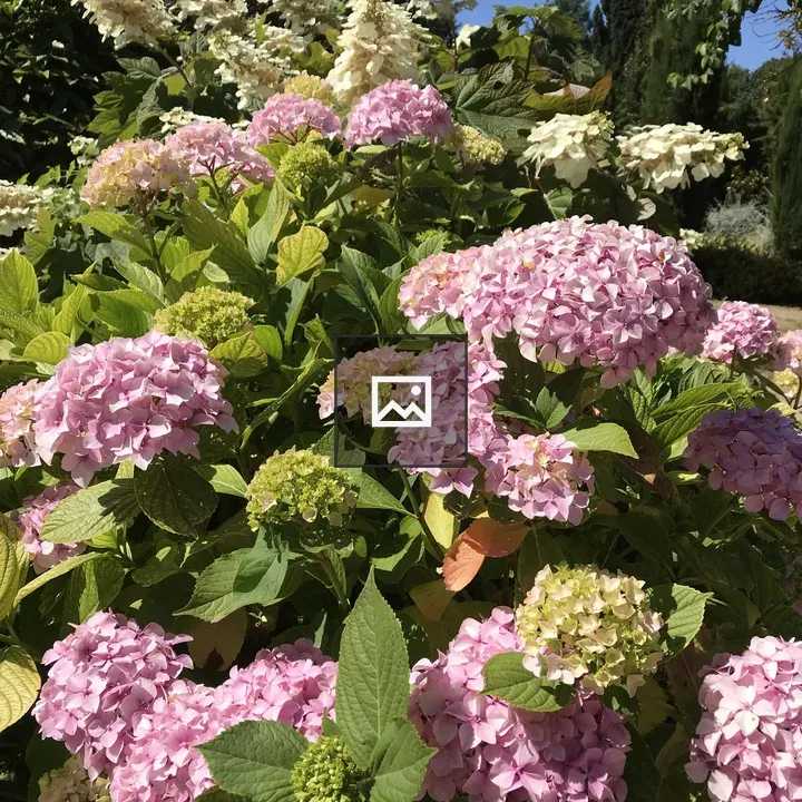 Pink hydrangea in bloom