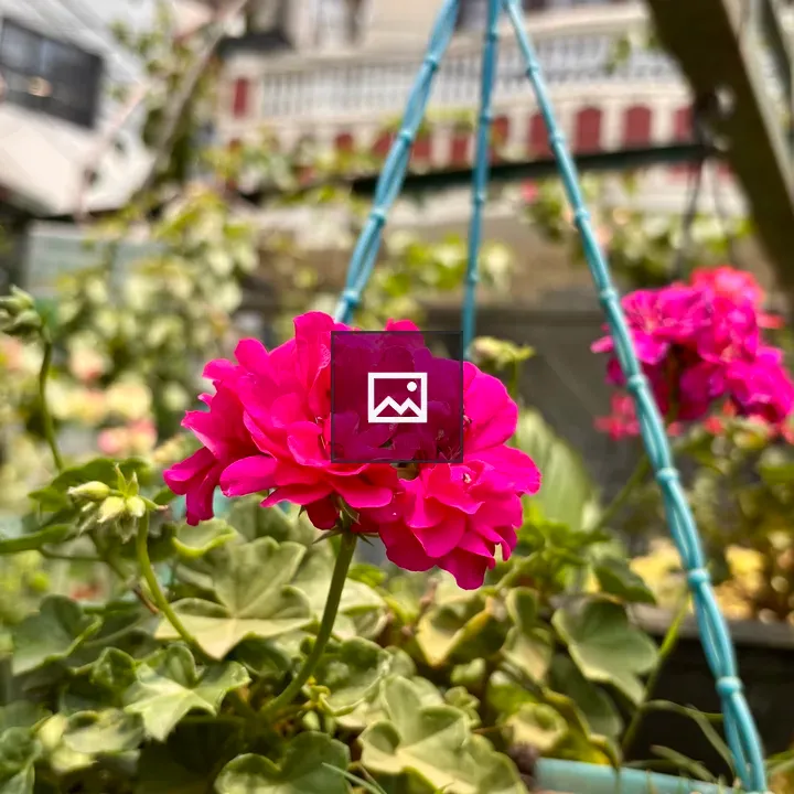 Pink geranium in hanging pot
