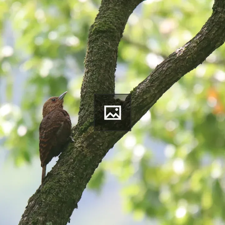 Rufous Woodpecker on a Branch