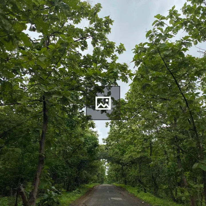 Narrow Road Through Green Canopy