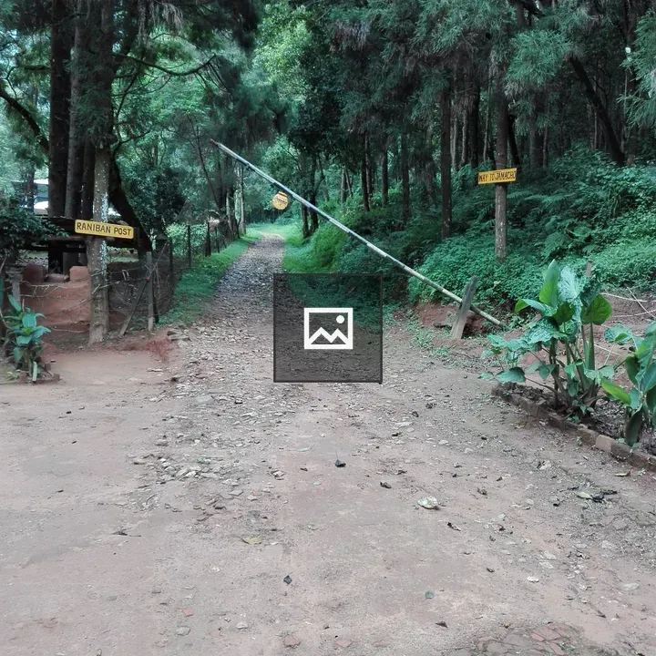 Dirt Path Through Dense Forest