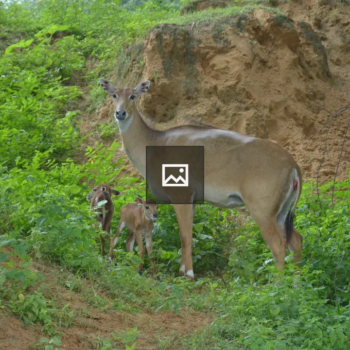 Deer and fawns in nature
