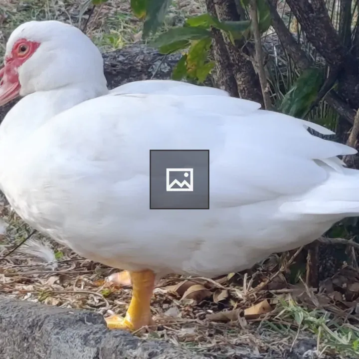White duck beside stone wall