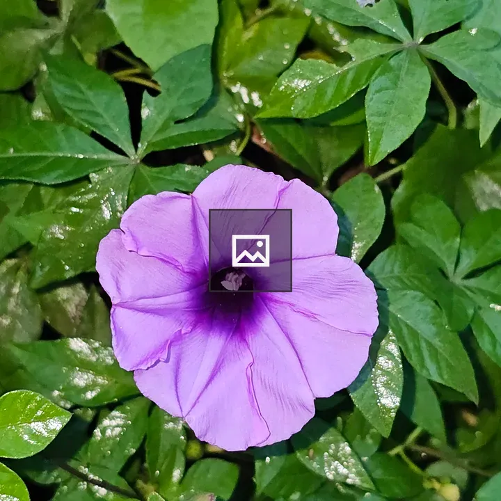 Morning Glory Bloom