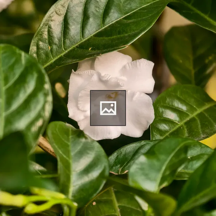 Single White Flower Between Leaves