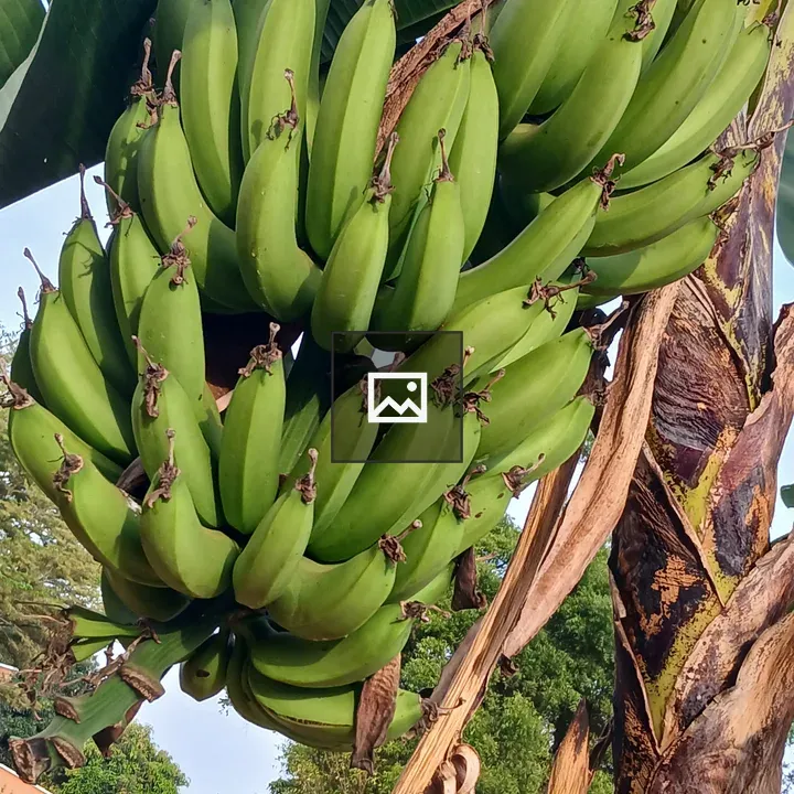 Cluster of Green Bananas