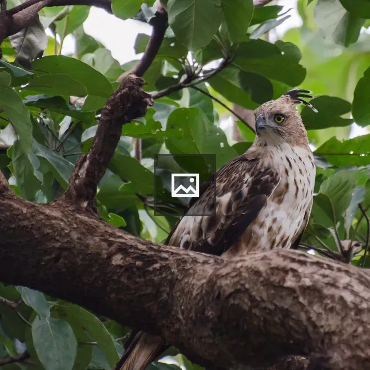 Crested hawk-eagle in landscape
