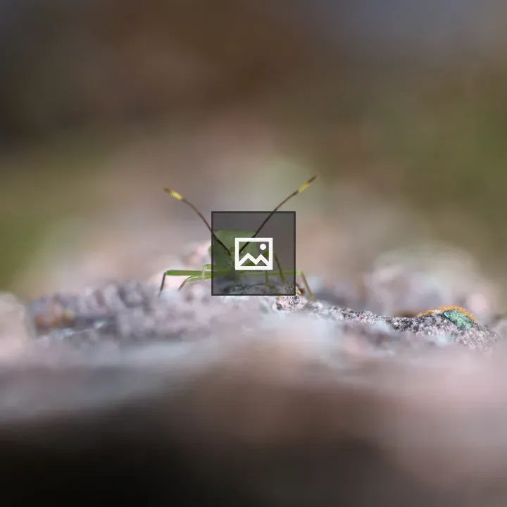 Macro shot of bright green insect