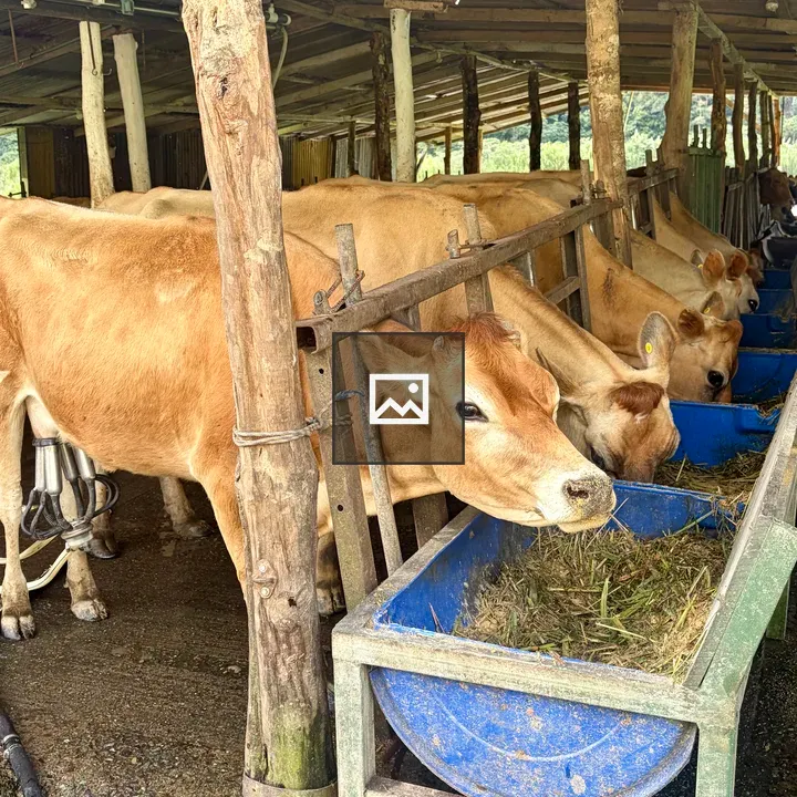 Cows Feeding at Blue Troughs