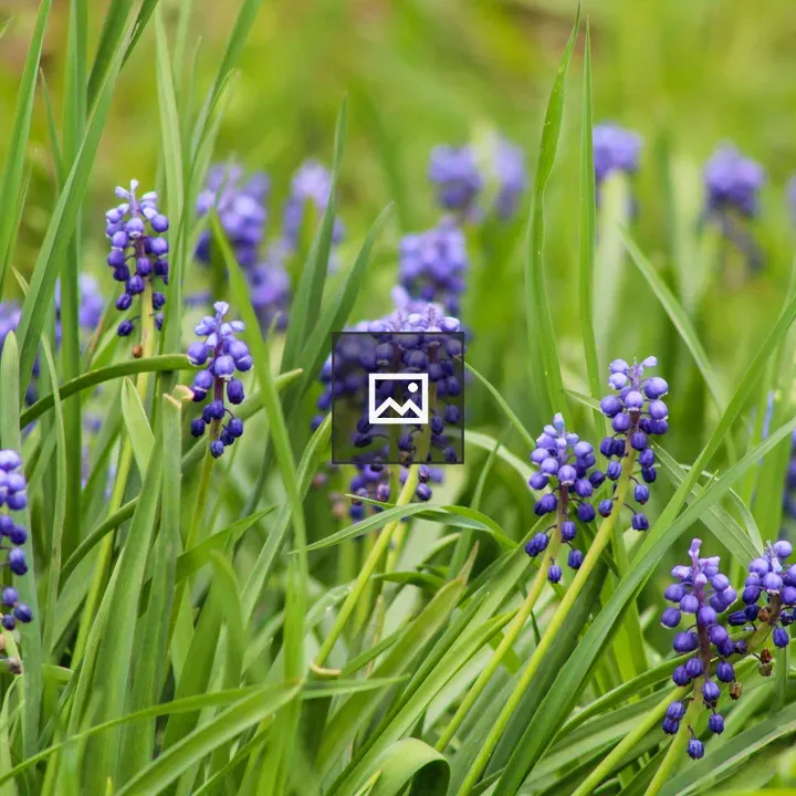 Grape Hyacinth in Sterling