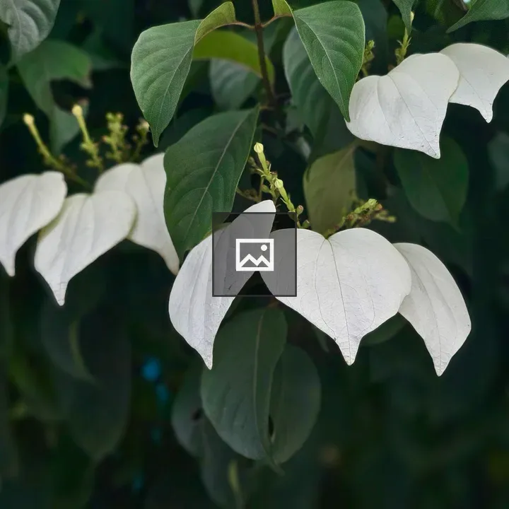 White Heart-Shaped Bracts Plant