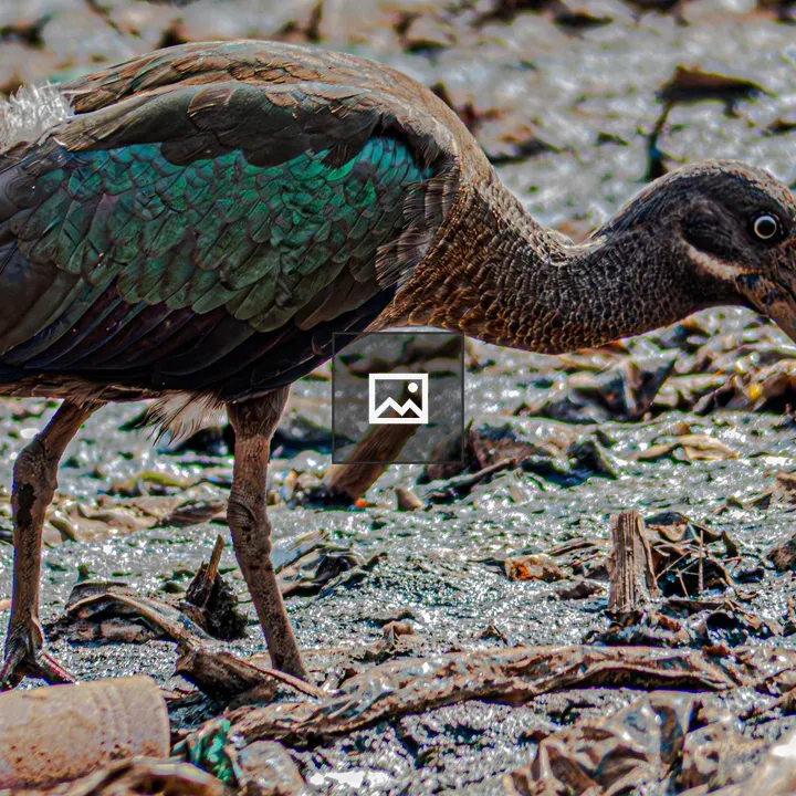 Hadada ibis side profile