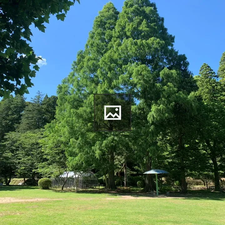 Serene Park Scene with Tall Trees