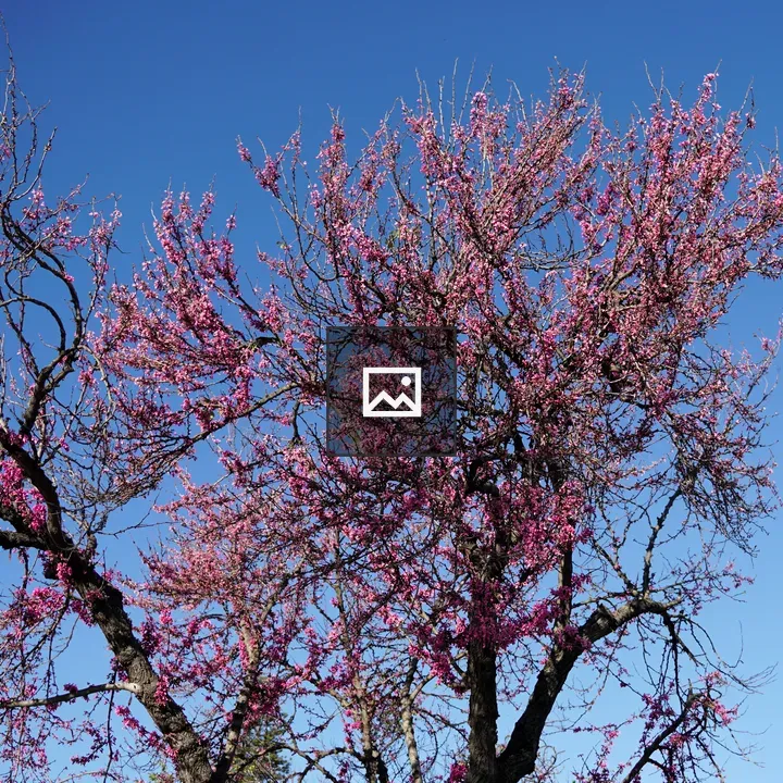Jacaranda in Bloom