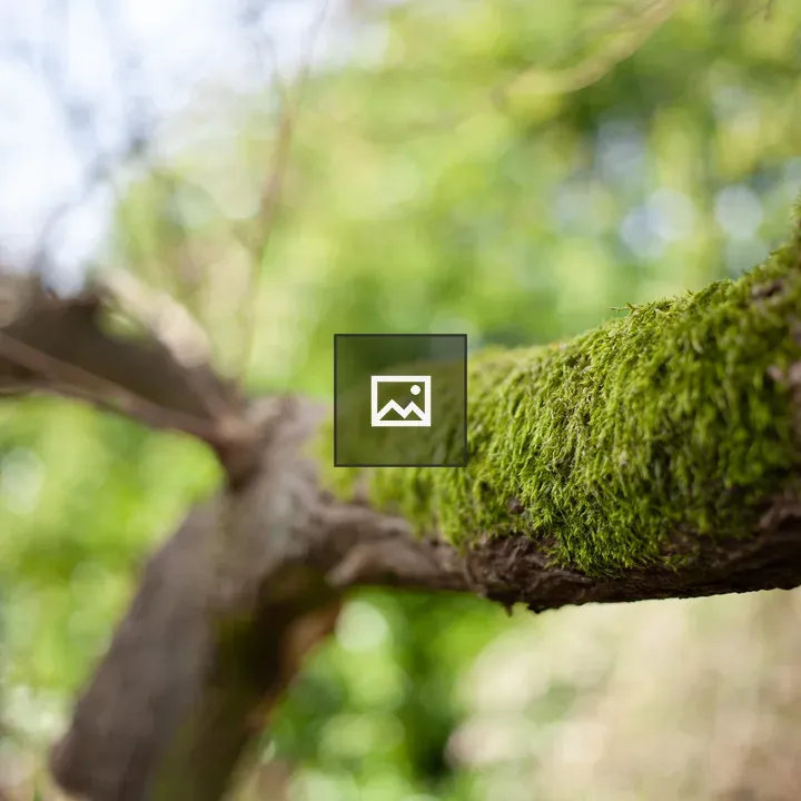 Moss on a tree branch