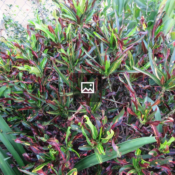 Croton Bush in Green, Yellow, Red