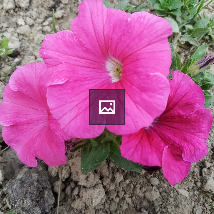 Pink petunias in soil