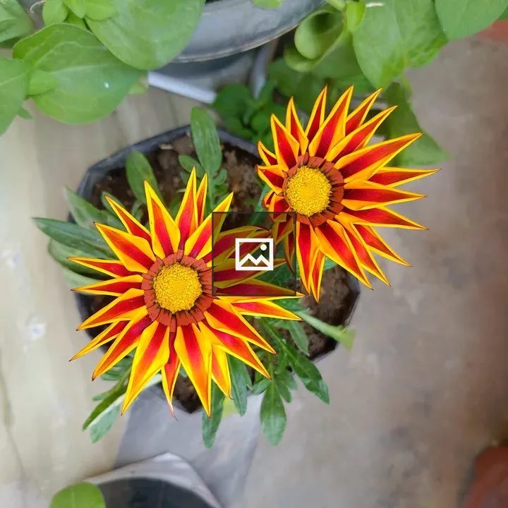 Two star-shaped flowers
